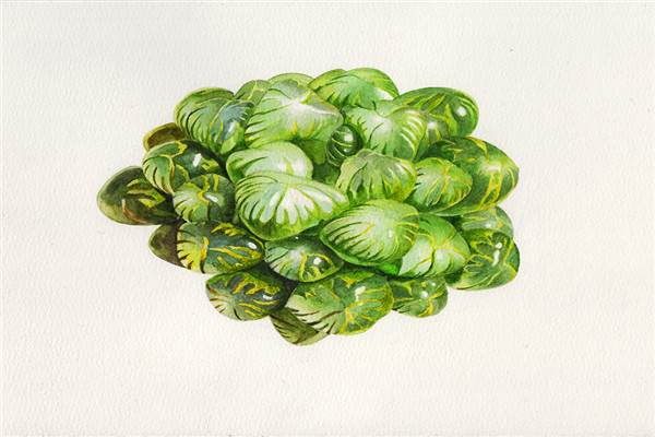 玉露爛根怎么辦