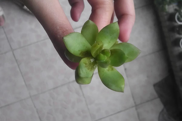 黃麗葉子發(fā)、黃腐爛怎么辦