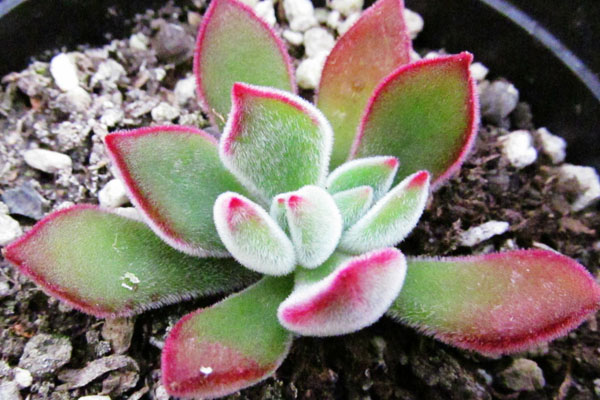 錦晃星葉子發(fā)黃、軟怎么辦