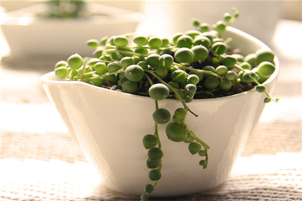 綠之鈴蟲(chóng)害及防治方法