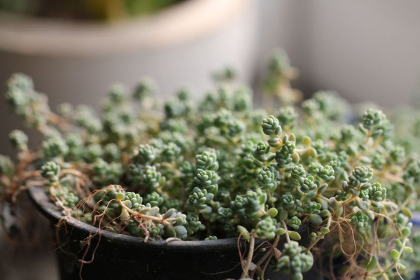 姬星美人葉子發(fā)黃怎么辦