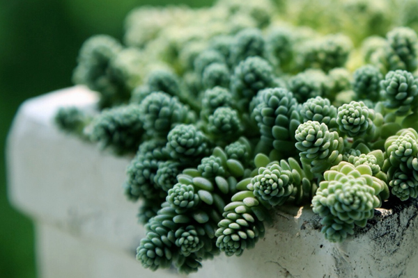 姬星美人病蟲(chóng)害及防治方法