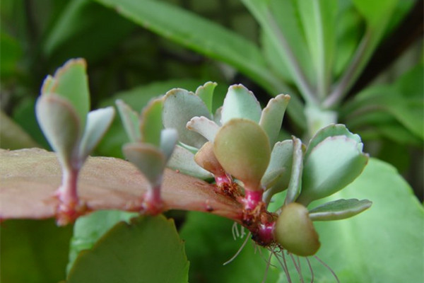 落地生根常見(jiàn)蟲(chóng)害及防治方法