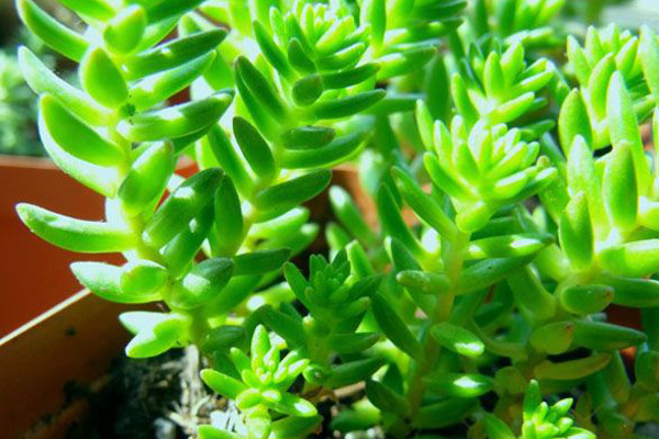 白花小松生蟲(chóng)子怎么辦