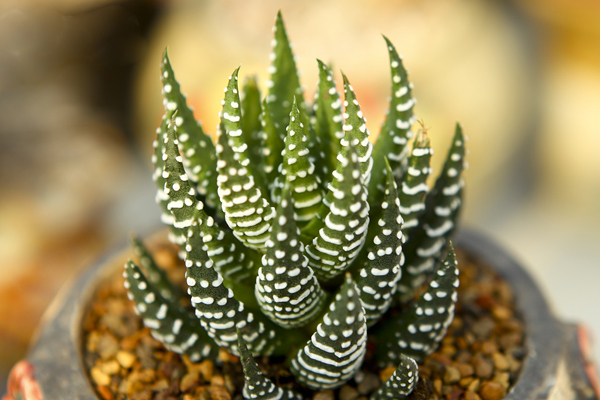 條紋十二卷爛根怎么辦