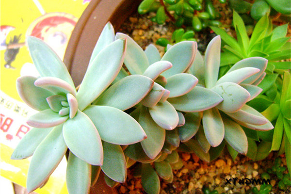 霜之朝常見(jiàn)病蟲(chóng)害及防治方法