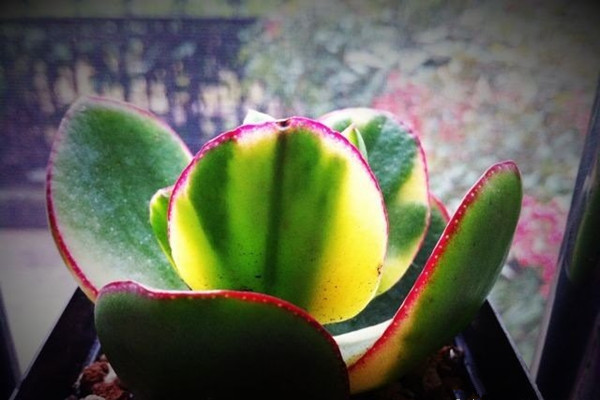 花月錦常見(jiàn)蟲(chóng)害及防治方法