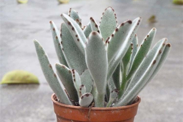 月兔耳的病蟲(chóng)害及其防治