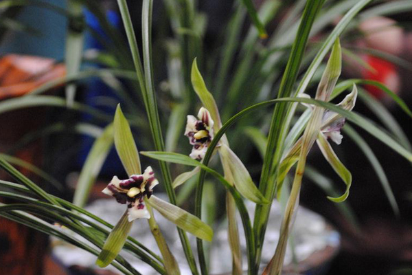 蘭花爛根怎么辦