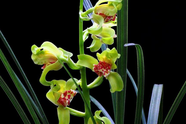 蘭花常見(jiàn)蟲(chóng)害及防治方法