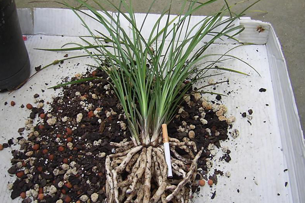 墨蘭爛根怎么辦