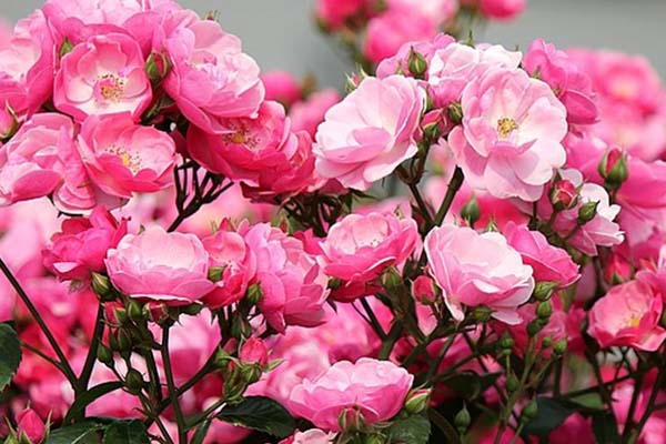 薔薇花蟲(chóng)害及防治方法