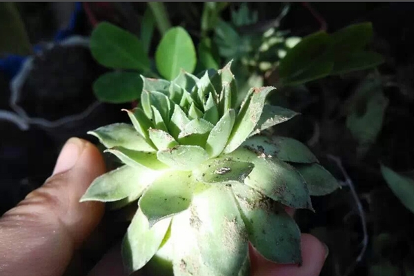 佛座蓮長(zhǎng)介殼蟲(chóng)了怎么辦