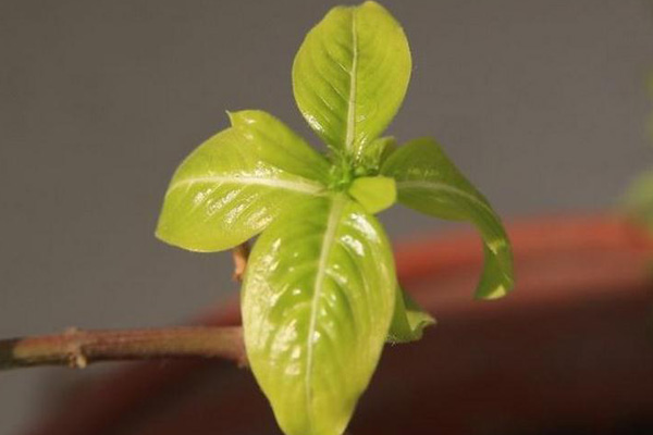 長春花（四季梅）葉子發(fā)黃怎么辦