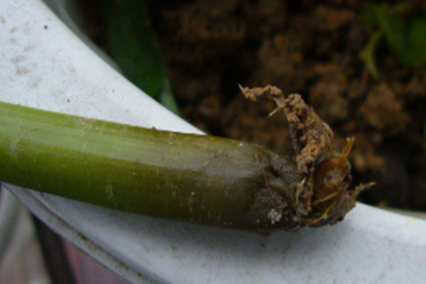 鳳仙花爛根怎么辦