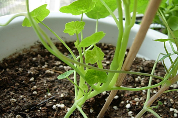 旱金蓮爛根怎么辦