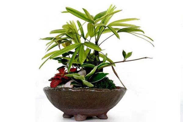 棕竹葉子發(fā)黃怎么辦