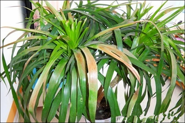 龍血樹葉子發(fā)黃怎么回事