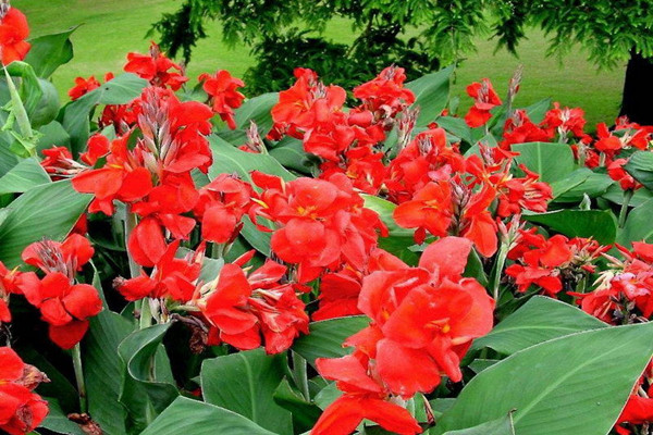 美人蕉的蟲害和防治方法