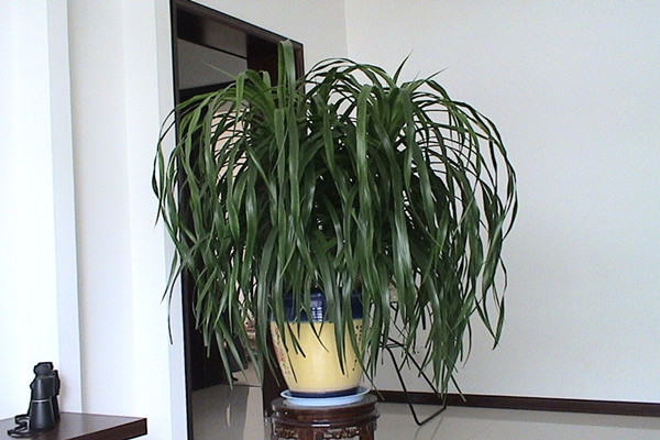 龍血樹常見病害及防治方法