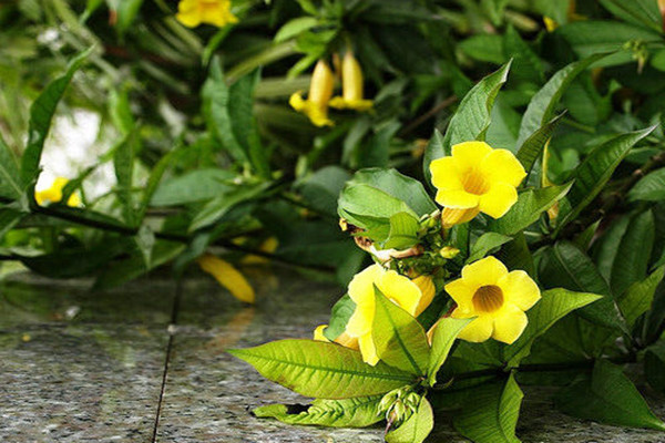 黃蟬的病蟲害與防治方法