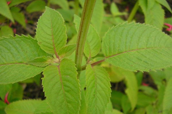 美國(guó)薄荷的病蟲害及防治方法