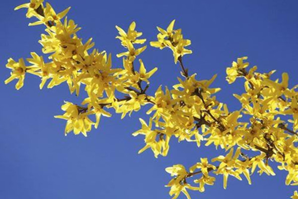 連翹的病蟲害及防治方法