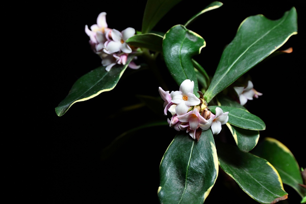 金邊瑞香六大病害防治方法