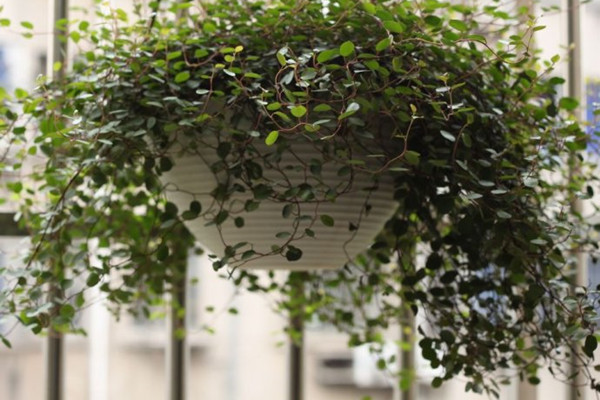 千葉吊蘭葉子發(fā)黃，掉葉子怎么辦