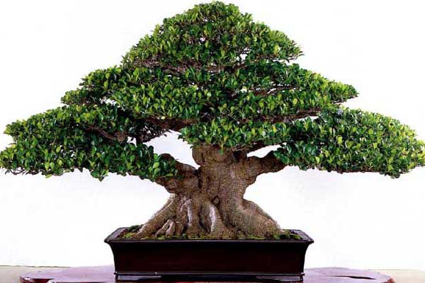 榕樹(shù)葉子發(fā)黃、發(fā)黑怎么辦