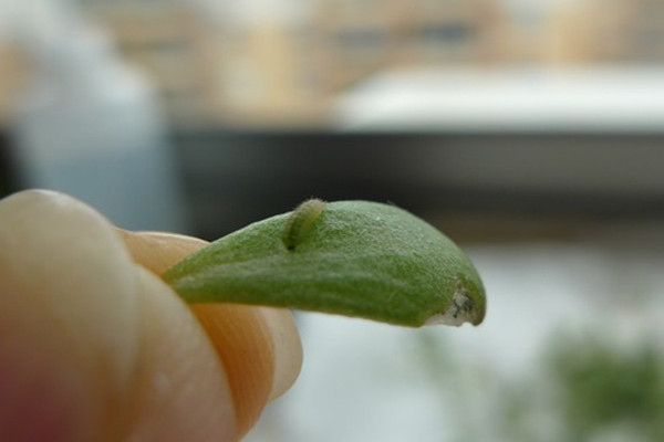 垂盆草常見蟲害及防治方法