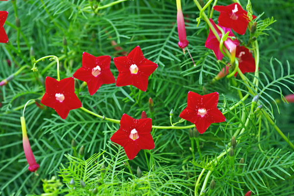 蔦蘿葉子發(fā)黃怎么辦