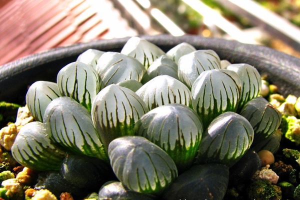 冰燈玉露爛根怎么辦