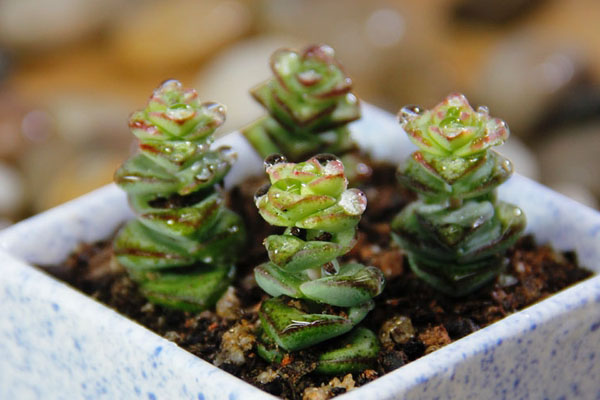 錢串葉子發(fā)黃怎么辦