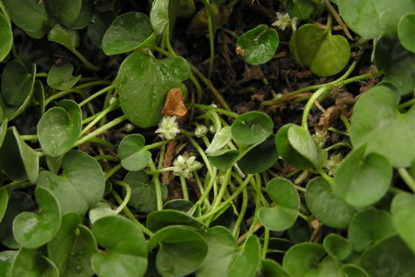 馬蹄金的蟲(chóng)害及其防治