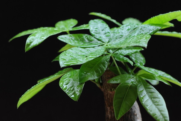 發(fā)財(cái)樹落葉的13個(gè)原因