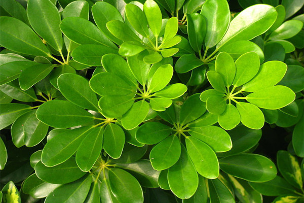 家庭花卉經常黃葉應該咋辦