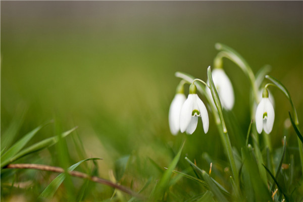 怎樣預(yù)防花卉入房后黃葉現(xiàn)象