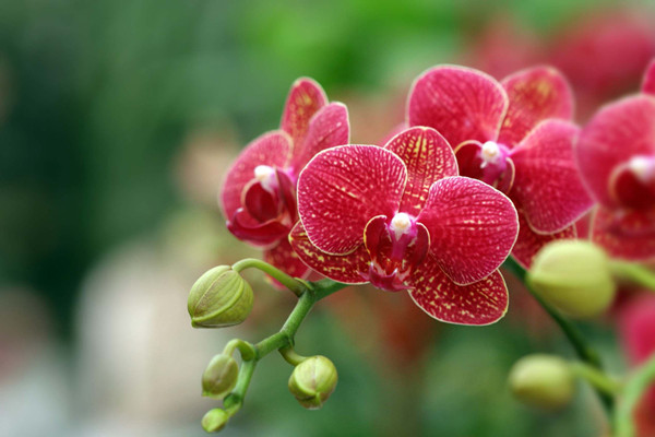 蝴蝶蘭葉子發(fā)黃變軟