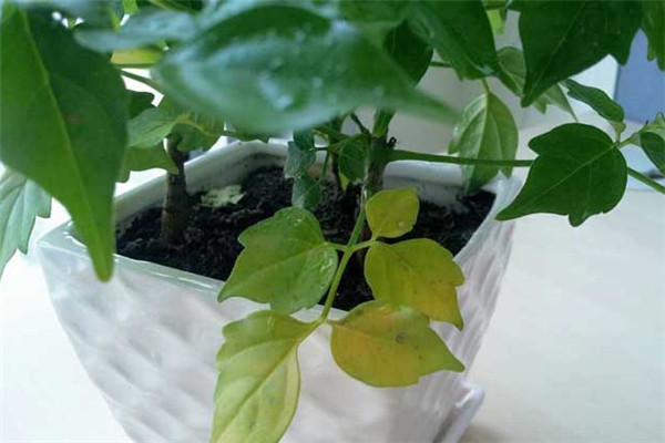 幸福樹葉子發(fā)黃怎么辦？