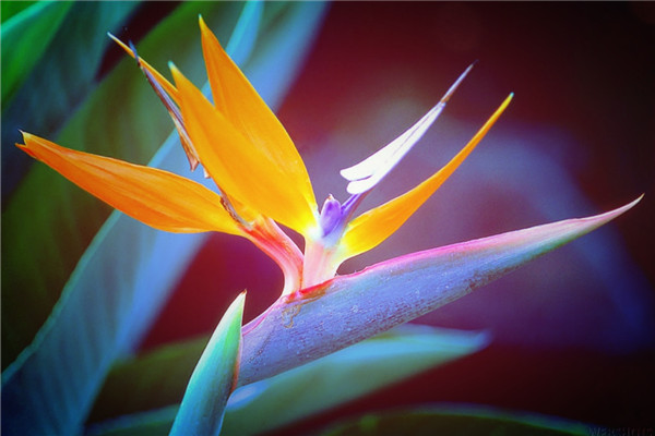 鶴望蘭葉子發(fā)黃開裂怎么辦