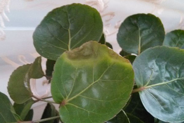 金錢兜葉子發(fā)黃怎么辦