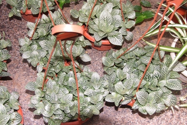 網(wǎng)紋草的病蟲害及其防治