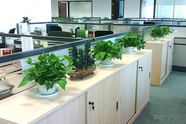 辦公室綠植變黃怎么辦