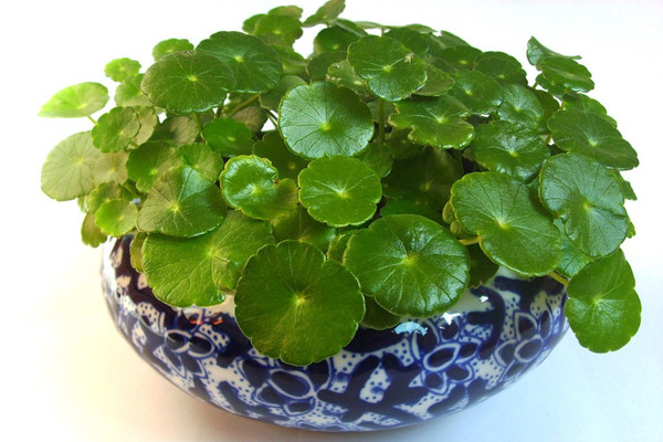 銅錢草焉了咋辦？你知道嗎