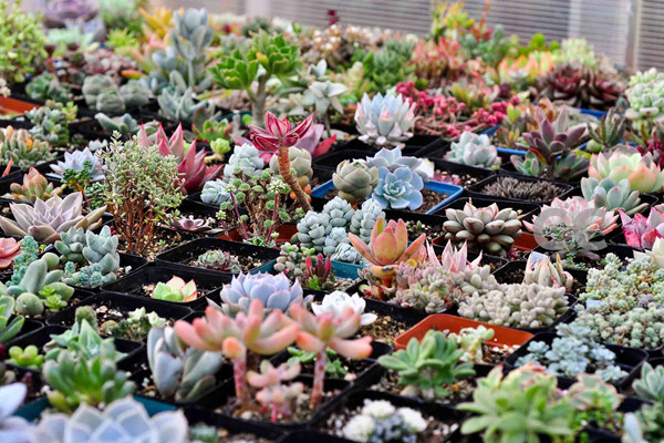 多肉枯葉不清理？生出蟲害可就糟了