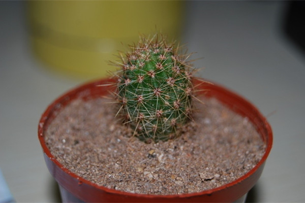 我家仙人球發(fā)軟，長(zhǎng)黃斑咋辦呀