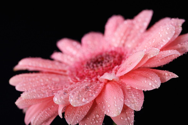 非洲菊爛根怎么辦