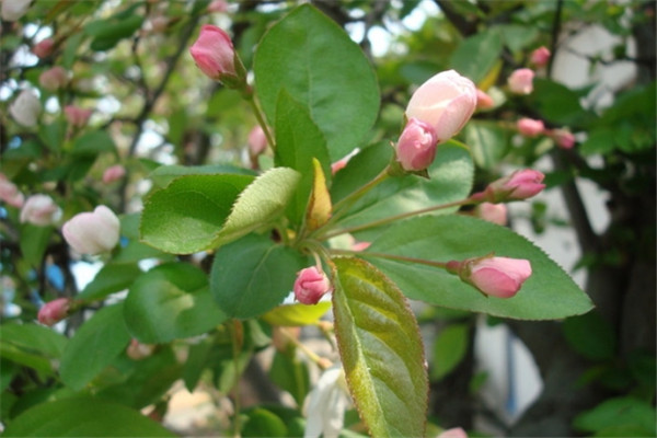 海棠花葉子發(fā)黃怎么辦