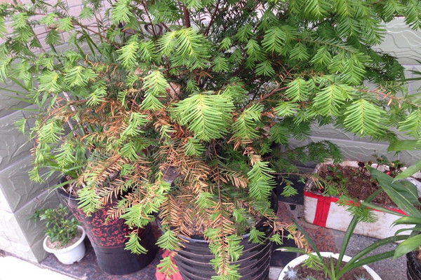 紅豆杉葉子發(fā)黃的原因及解決方法